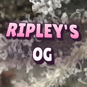 Ripley's OG Cannabis Strain