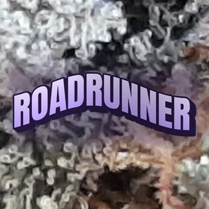 Roadrunner Cannabis Strain