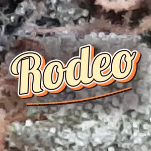Rodeo Cannabis Strain