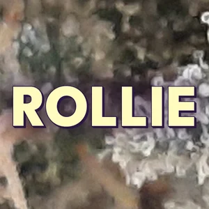Rollie Cannabis Strain