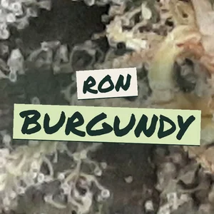 Ron Burgundy Cannabis Strain