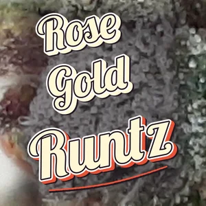 Rose Gold Runtz Cannabis Strain