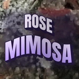 Rose Mimosa Cannabis Strain