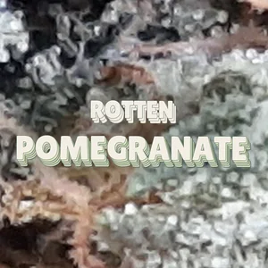 Rotten Pomegranate Cannabis Strain