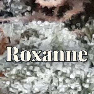 Roxanne Cannabis Strain