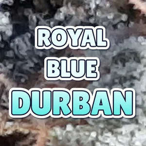 Royal Blue Durban Cannabis Strain