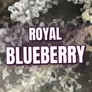 Royal Blueberry Cannabis Strain