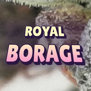 Royal Borage Cannabis Strain