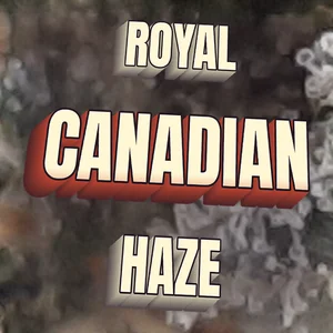 Royal Canadian Haze Cannabis Strain