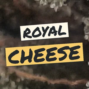 Royal Cheese Cannabis Strain
