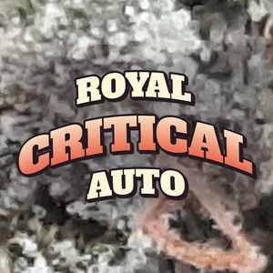 Royal Critical Auto Cannabis Strain