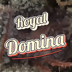Royal Domina Cannabis Strain