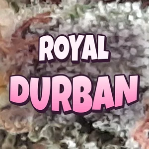 Royal Durban Cannabis Strain