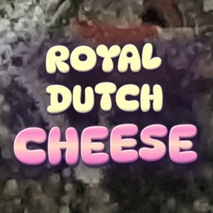 Royal Dutch Cheese Cannabis Strain