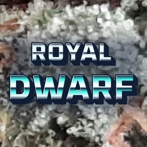 Royal Dwarf Cannabis Strain