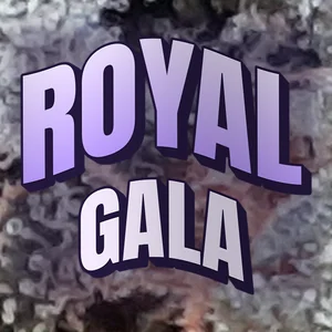 Royal Gala Cannabis Strain