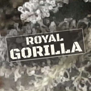 Royal Gorilla Cannabis Strain