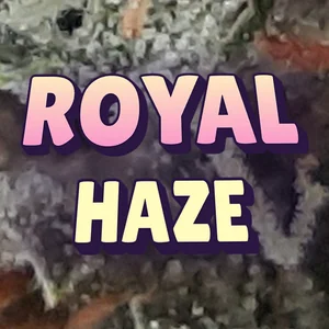 Royal Haze Cannabis Strain