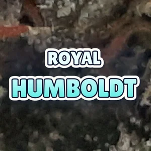 Royal Humboldt Cannabis Strain