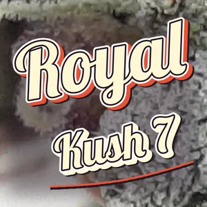Royal Kush 7 Cannabis Strain
