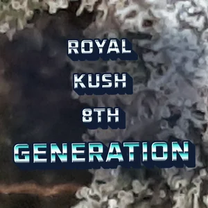 Royal Kush 8th generation Cannabis Strain