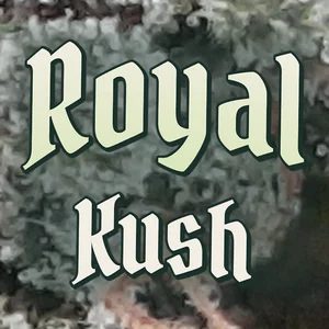 Royal Kush Cannabis Strain