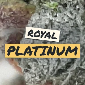 Royal Platinum Cannabis Strain