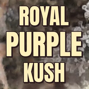 Royal Purple Kush Cannabis Strain