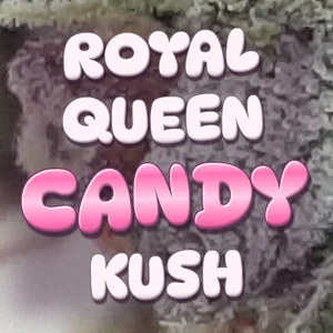 Royal Queen Candy Kush Cannabis Strain