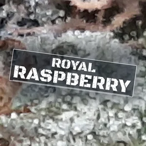 Royal Raspberry Cannabis Strain