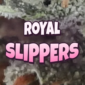 Royal Slippers Cannabis Strain
