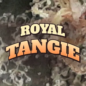 Royal Tangie Cannabis Strain