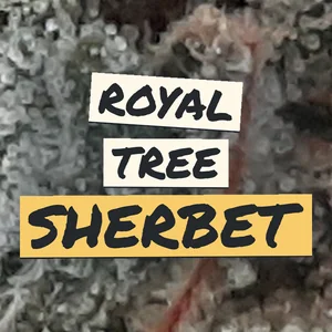 Royal Tree Sherbet Cannabis Strain