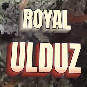 Royal Ulduz Cannabis Strain