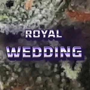 Royal Wedding Cannabis Strain