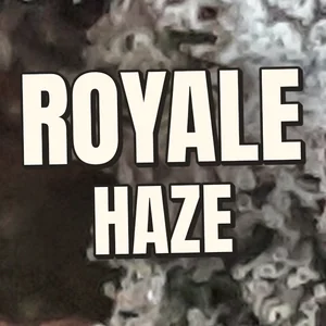 Royale Haze Cannabis Strain