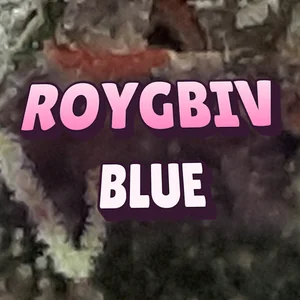 ROYGBIV Blue Cannabis Strain
