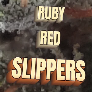 Ruby Red Slippers Cannabis Strain