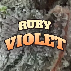 Ruby Violet Cannabis Strain