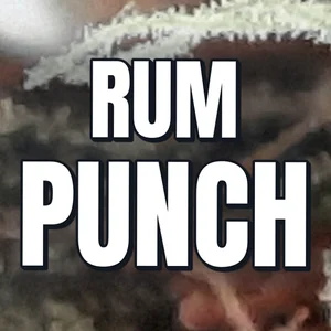 Rum Punch Cannabis Strain
