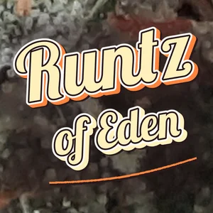Runtz of Eden Cannabis Strain