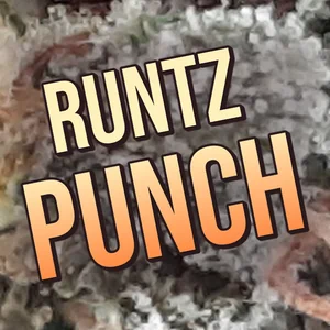 Runtz Punch Cannabis Strain
