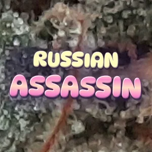 Russian Assassin Cannabis Strain