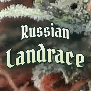 Russian Landrace Cannabis Strain