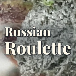 Russian Roulette Cannabis Strain
