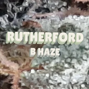 Rutherford B Haze Cannabis Strain