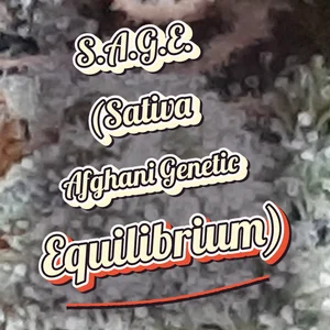S.A.G.E. (Sativa Afghani Genetic Equilibrium) Cannabis Strain