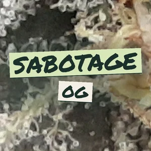 Sabotage OG Cannabis Strain