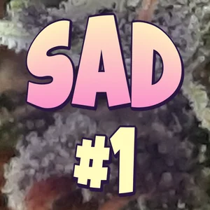 SAD #1 Cannabis Strain