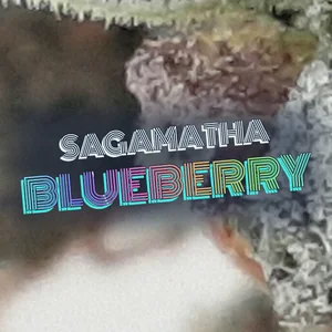Sagamatha Blueberry Cannabis Strain